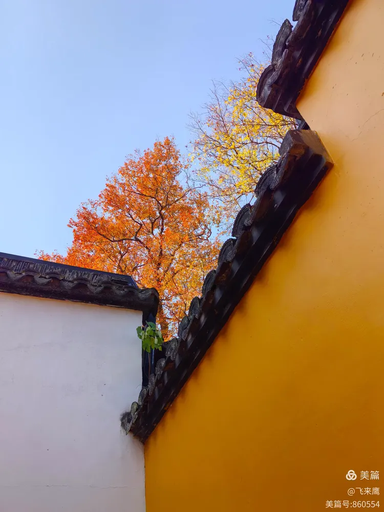 兴福寺初冬之美